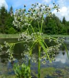 Scirpus sylvaticus. Верхушка побега с соцветием. Подмосковье, окр. г. Одинцово, берег проточного пруда. Июнь 2017 г.