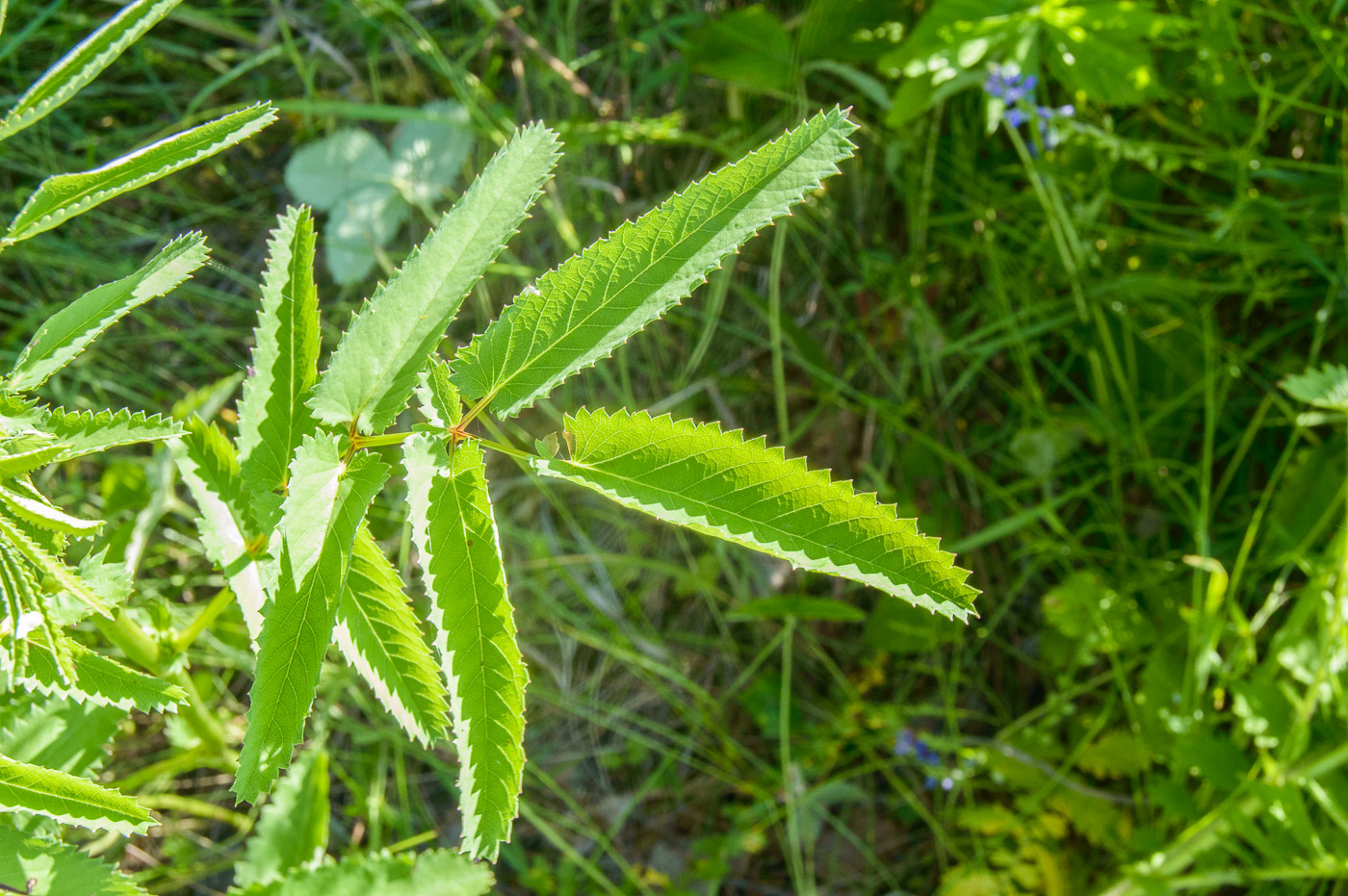 Image of Sanguisorba officinalis specimen.