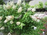 Hydrangea paniculata. Цветущее растение. Волгоград, Ботсад ВГСПУ. 25.07.2016.