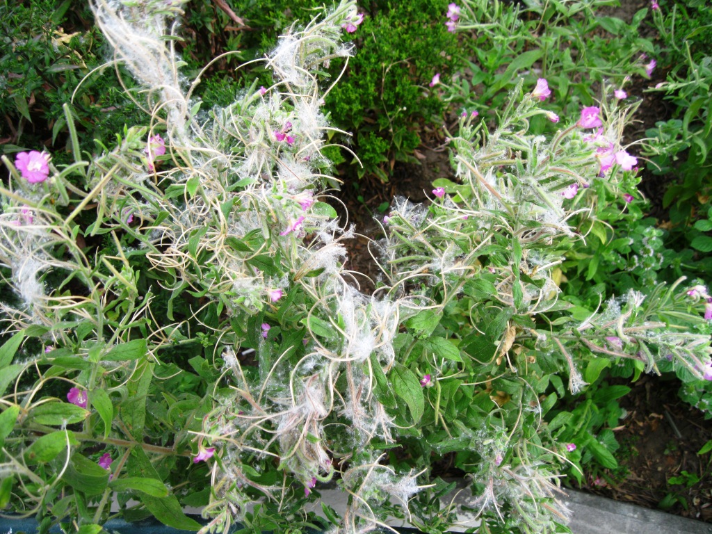 Изображение особи Epilobium hirsutum.