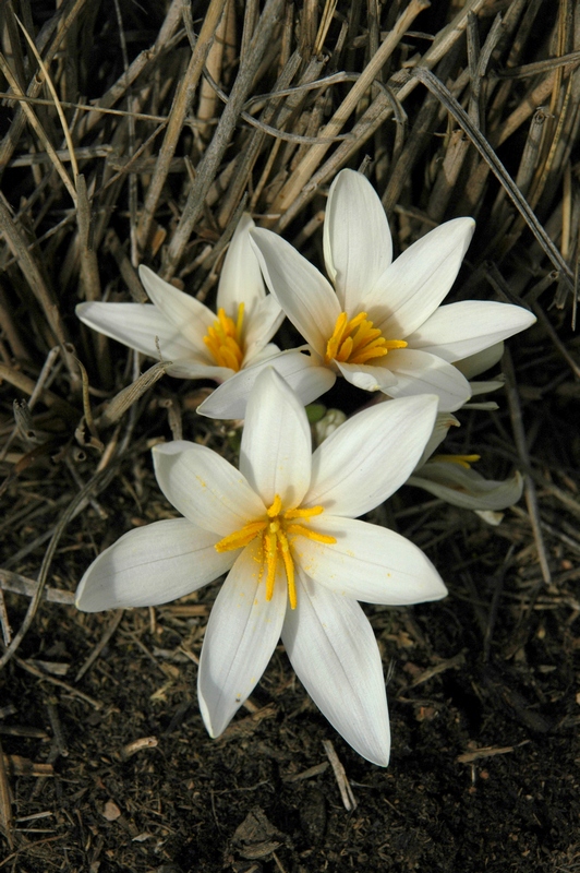 Image of Colchicum kesselringii specimen.