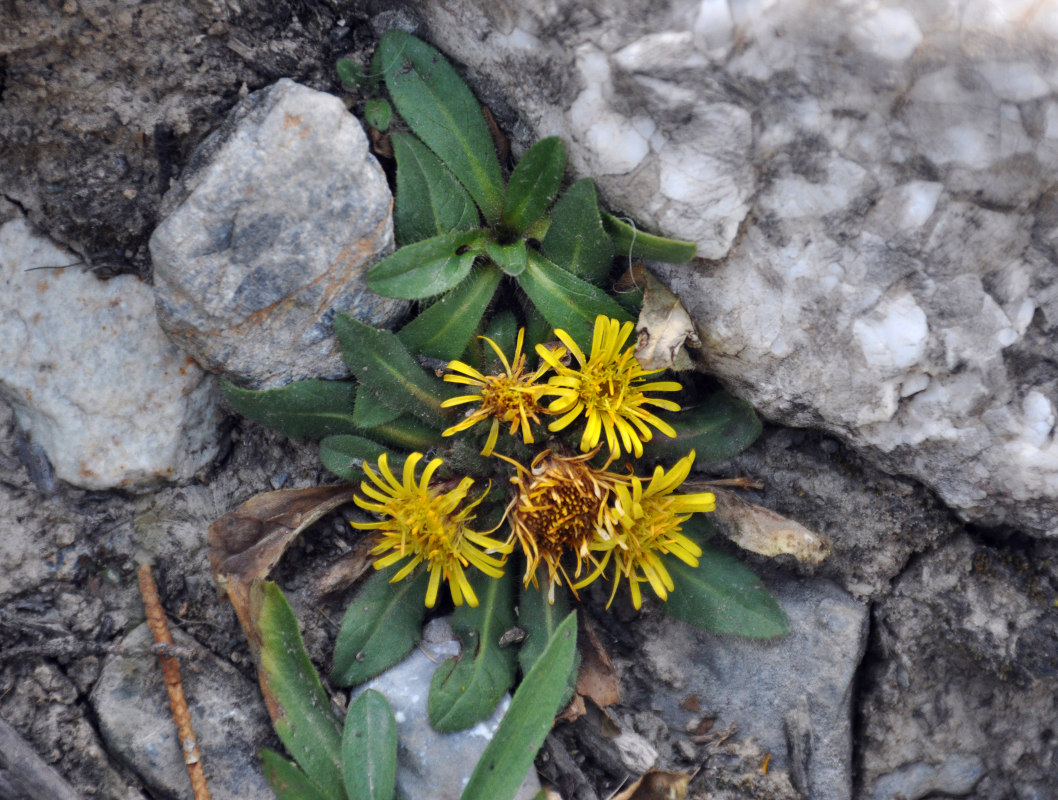 Image of Inula rhizocephala specimen.