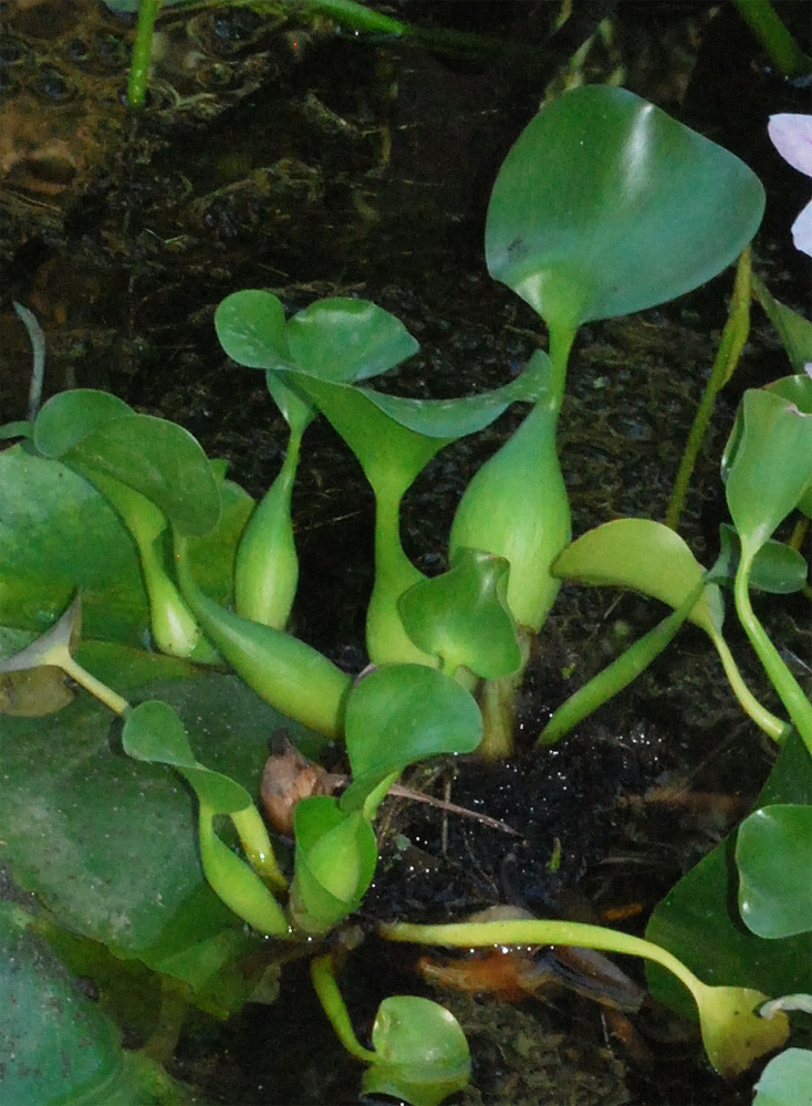 Image of Eichhornia crassipes specimen.