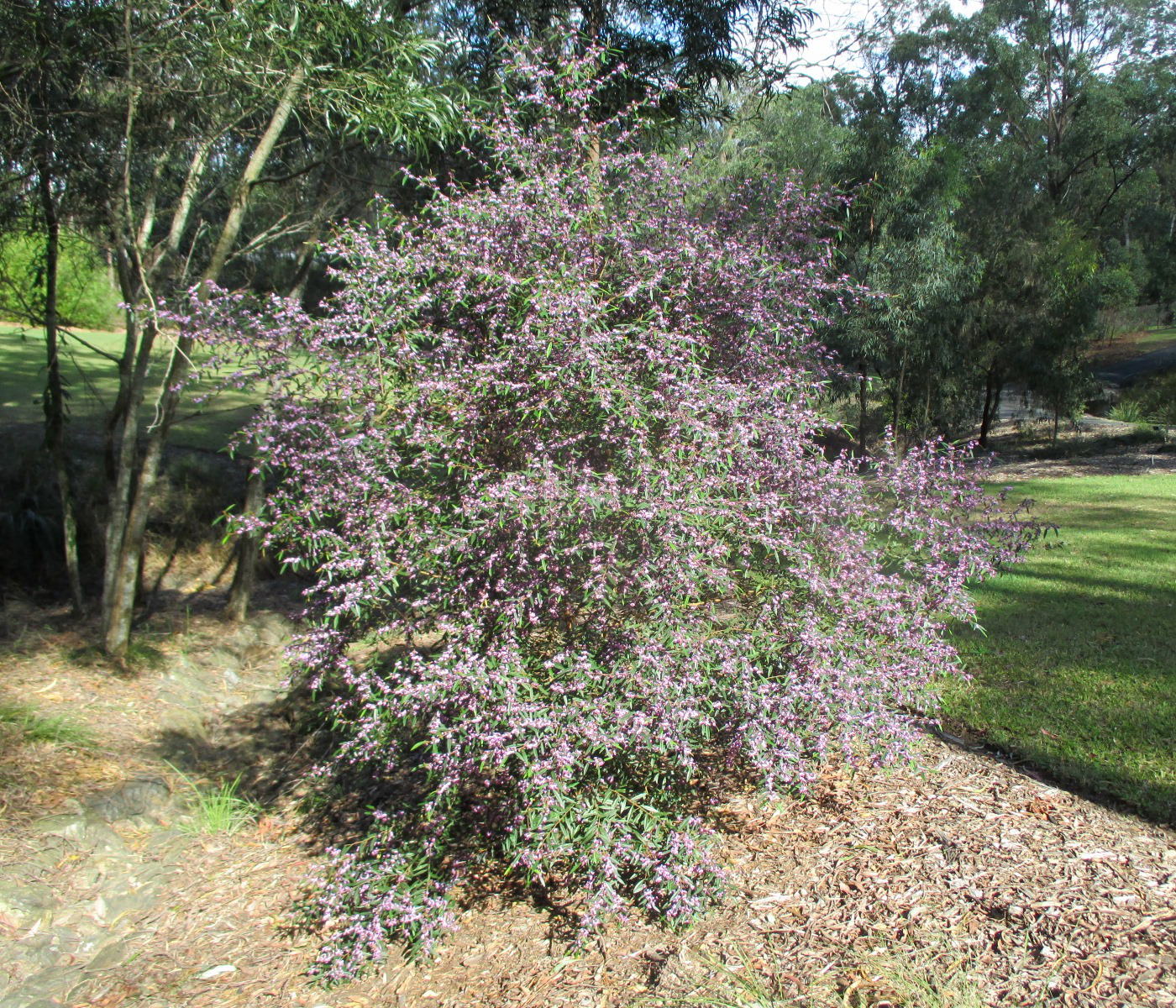 Image of Hovea acutifolia specimen.