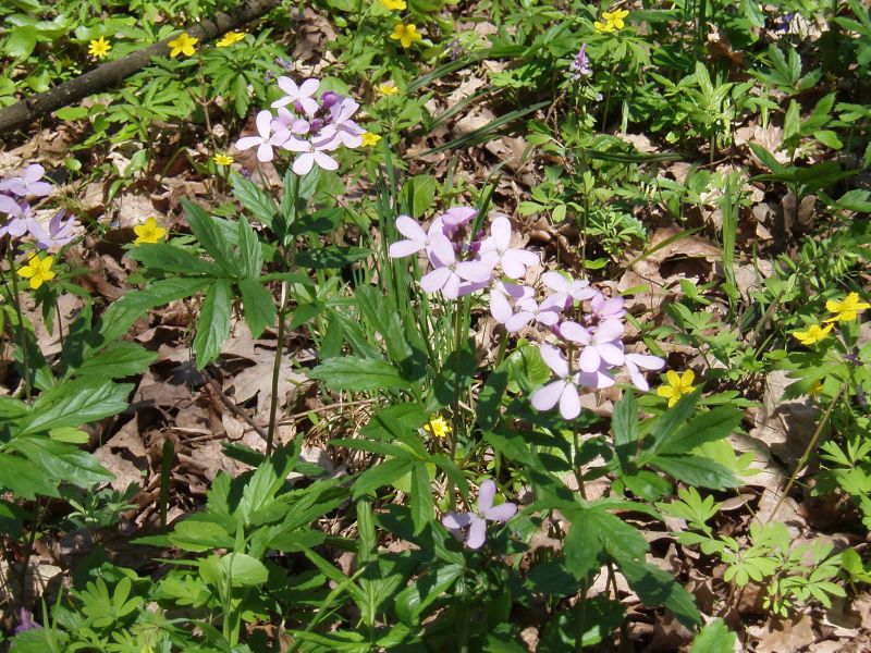 Image of Cardamine quinquefolia specimen.