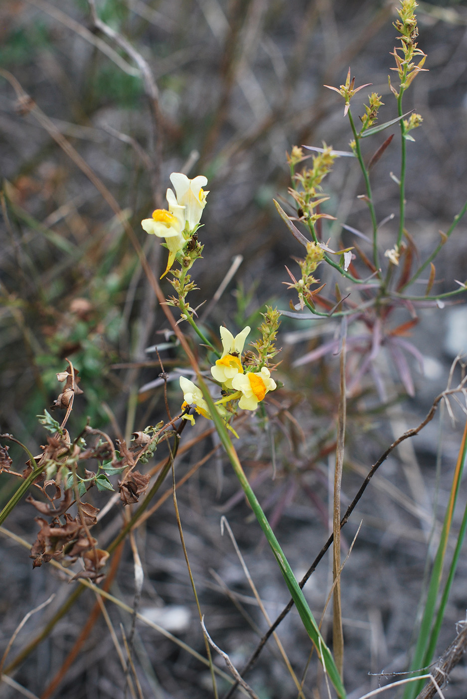 Изображение особи Linaria ruthenica.