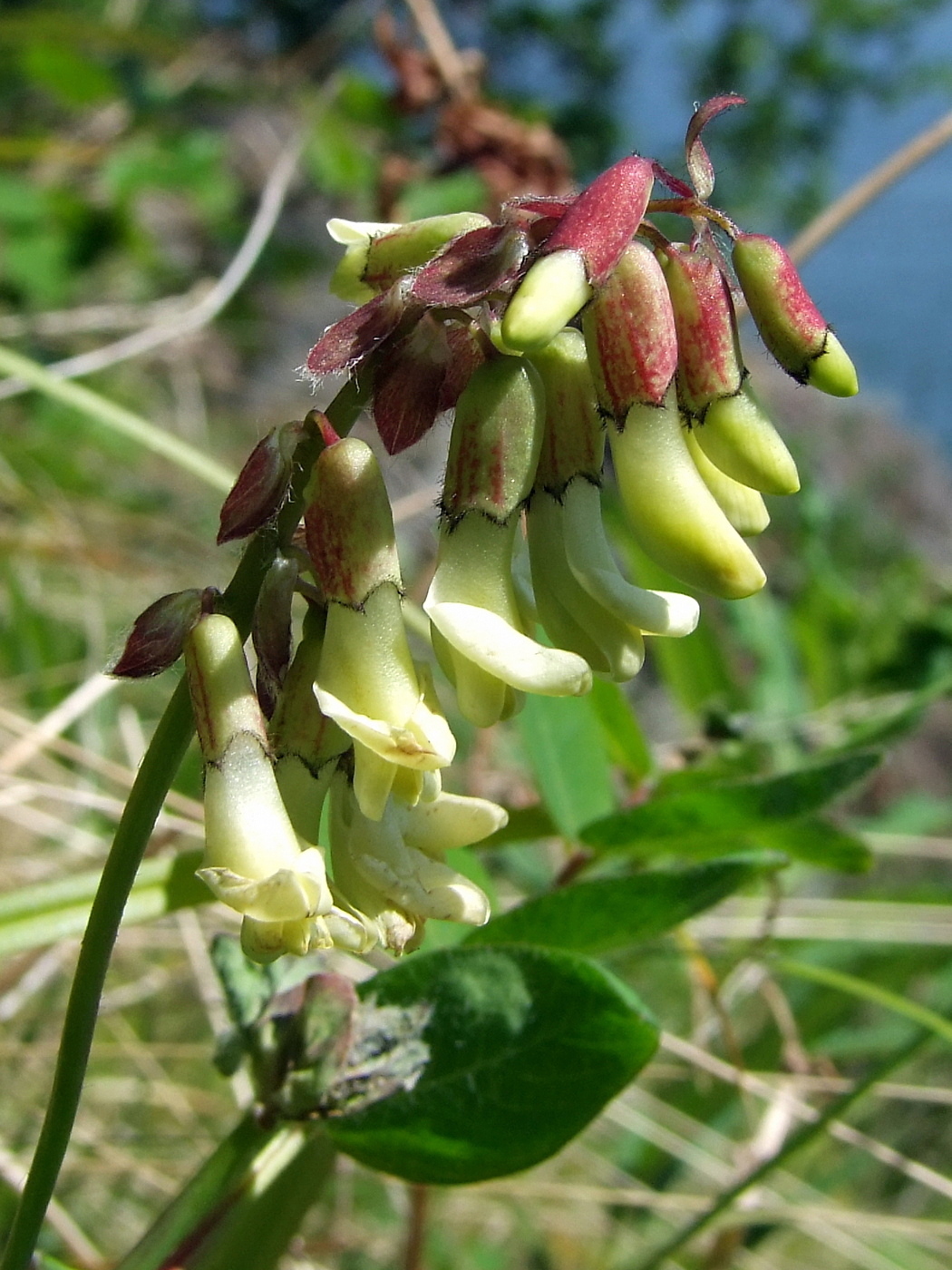 Image of Astragalus frigidus specimen.