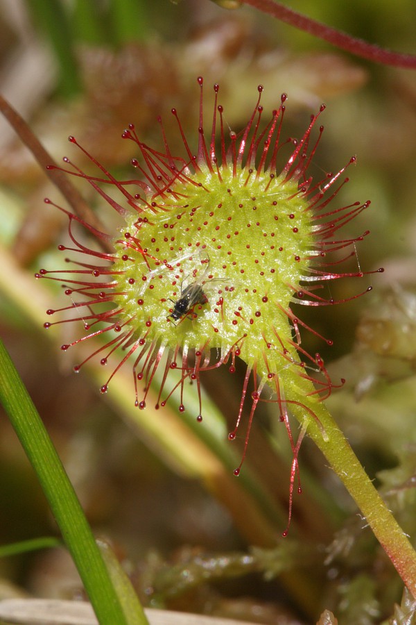 Изображение особи Drosera rotundifolia.