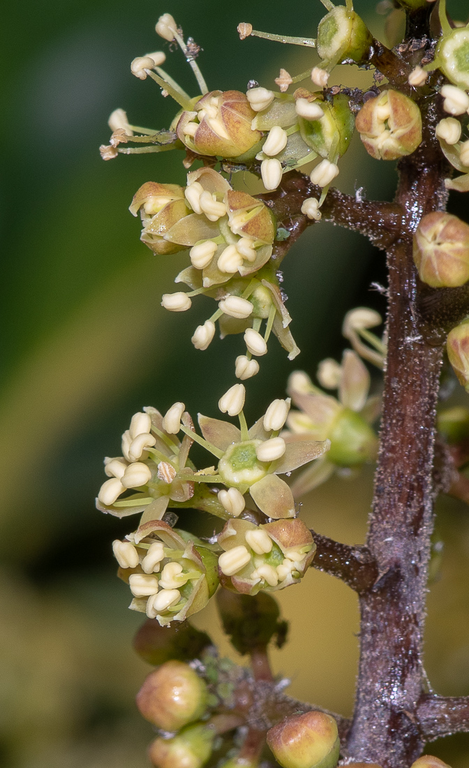 Image of Heptapleurum arboricola specimen.