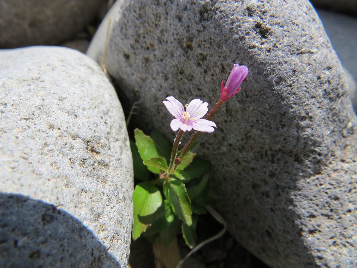 Image of Epilobium anagallidifolium specimen.