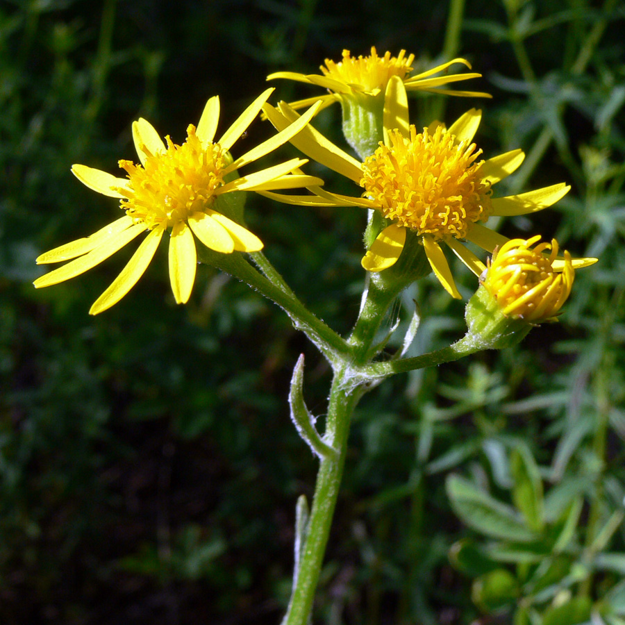 Image of Tephroseris integrifolia specimen.