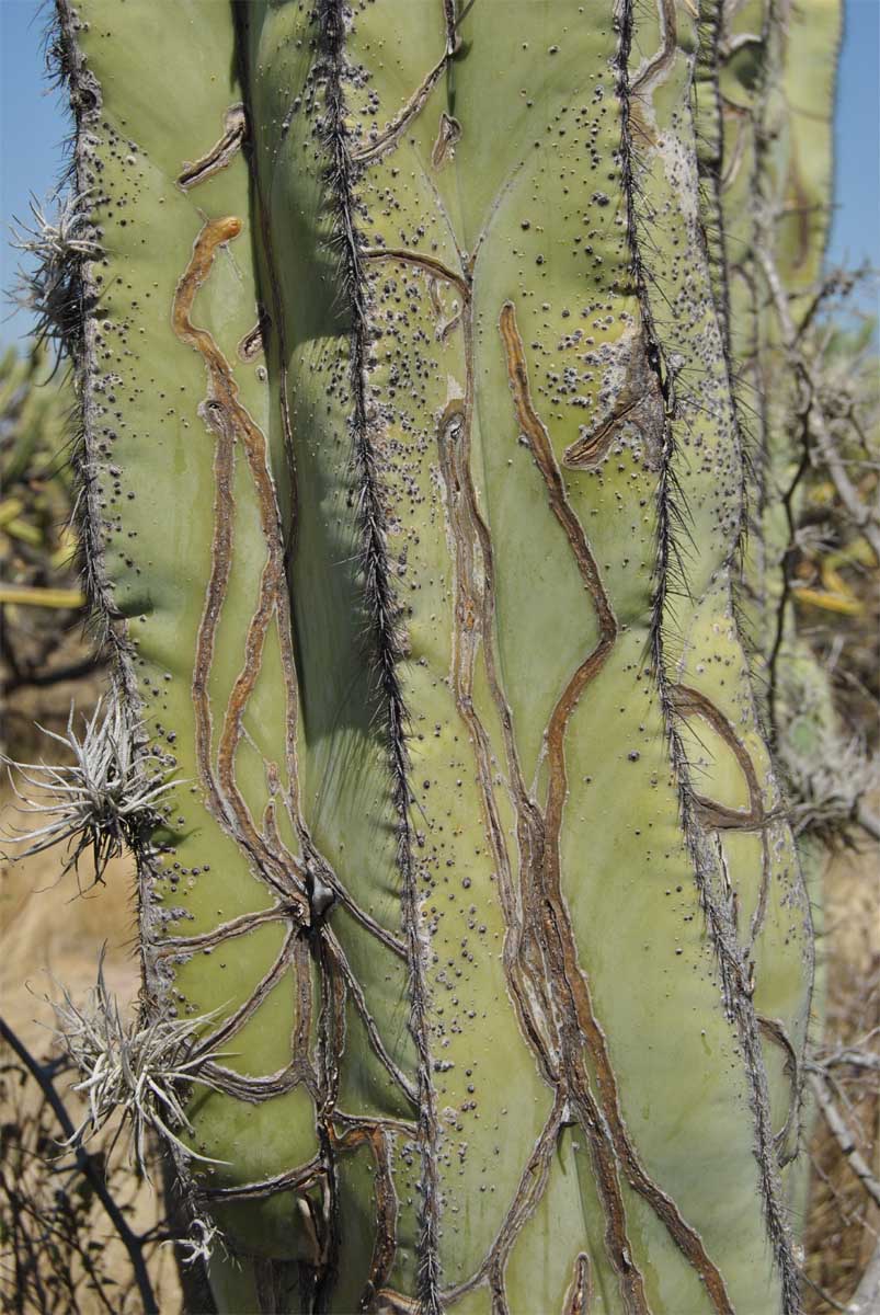 Image of Pachycereus marginatus specimen.