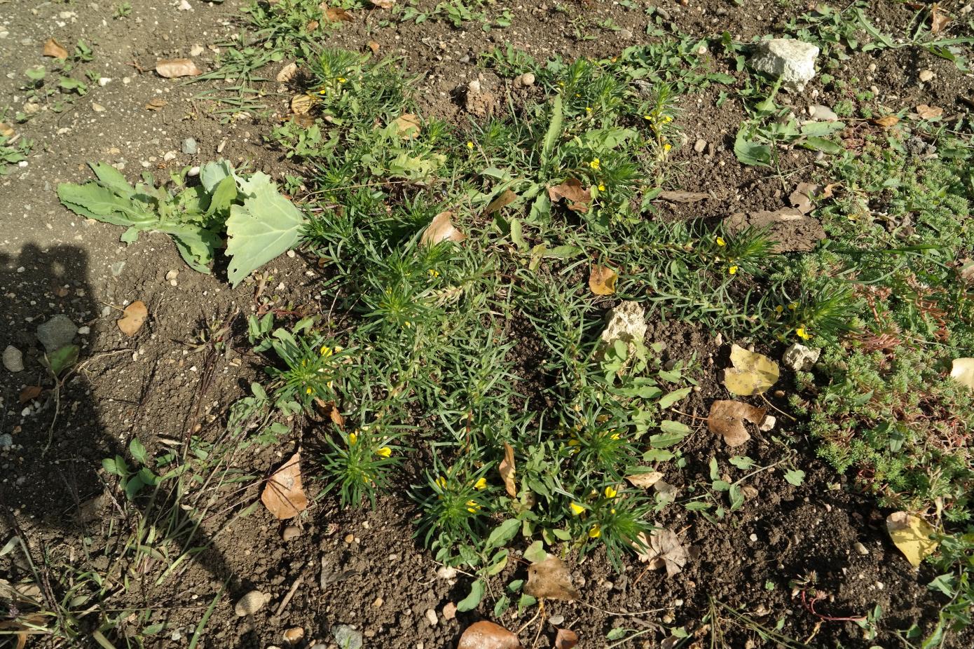 Image of Ajuga glabra specimen.