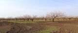 Смотреть изображение Armeniaca vulgaris