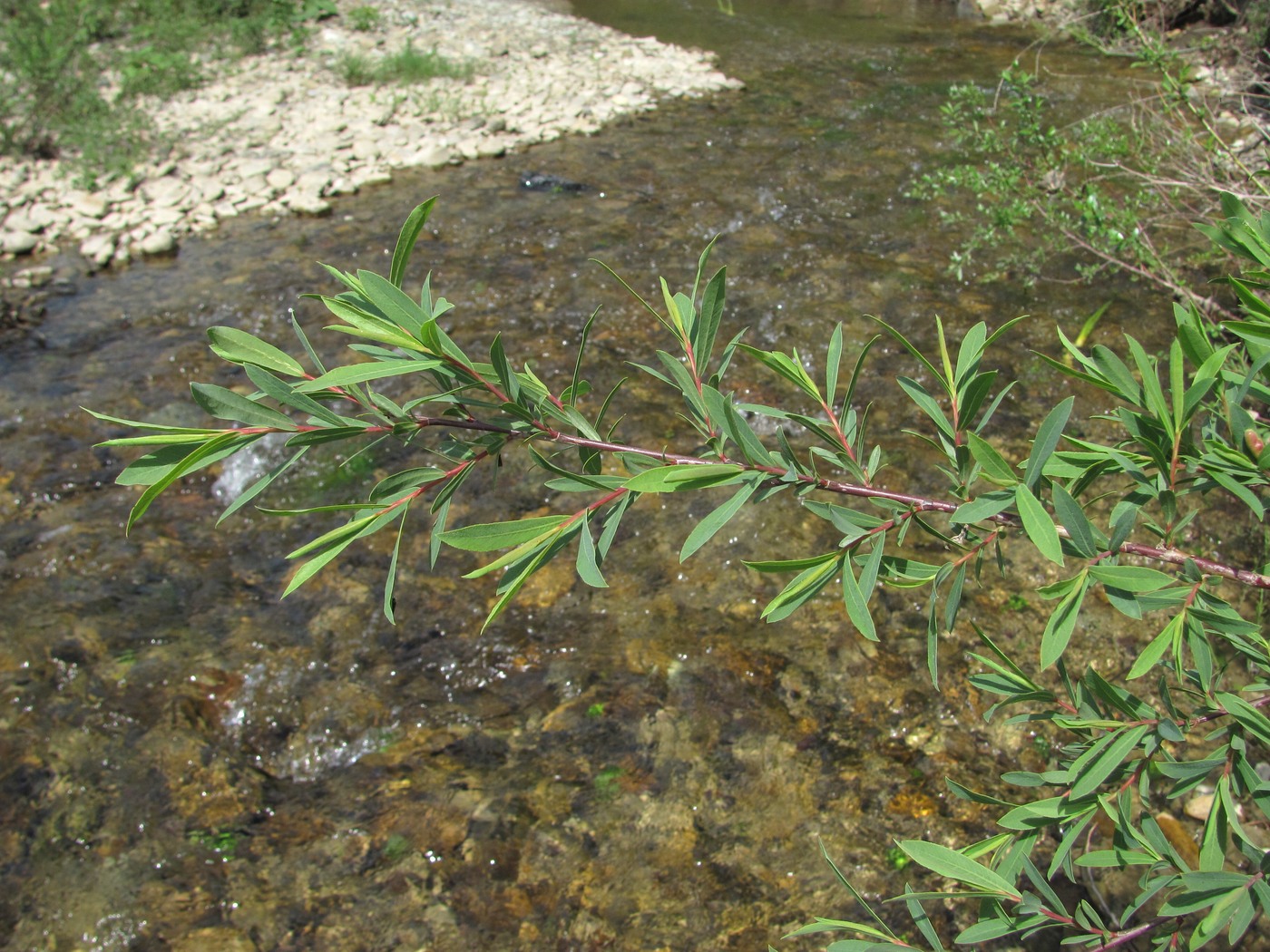 Image of Salix elbursensis specimen.