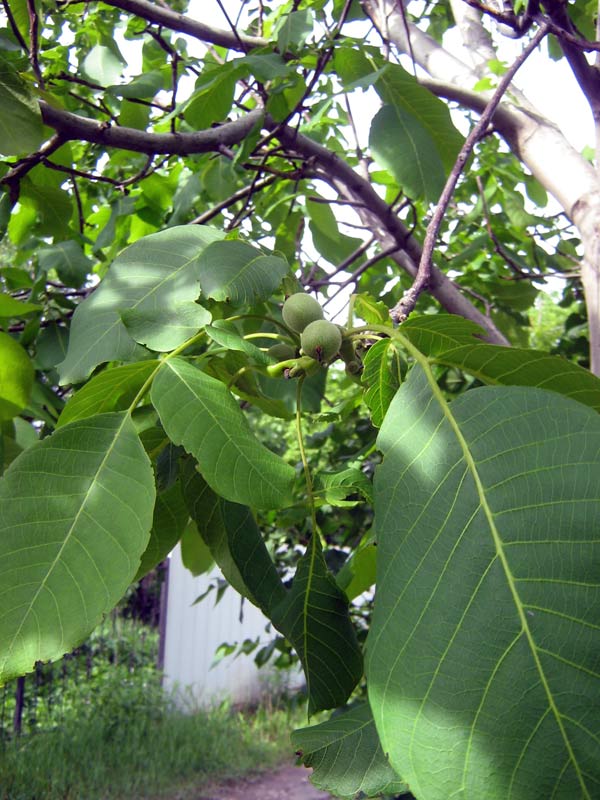 Image of Juglans regia specimen.