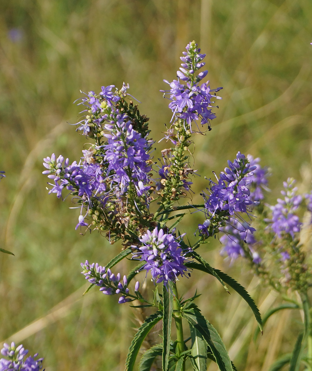 Image of Veronica longifolia specimen.