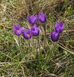 Pulsatilla multifida. Цветущие растения. Восточный Казахстан, г. Усть-Каменогорск, восточные окр., Лесхоз, склон сопки. 21.04.2018.