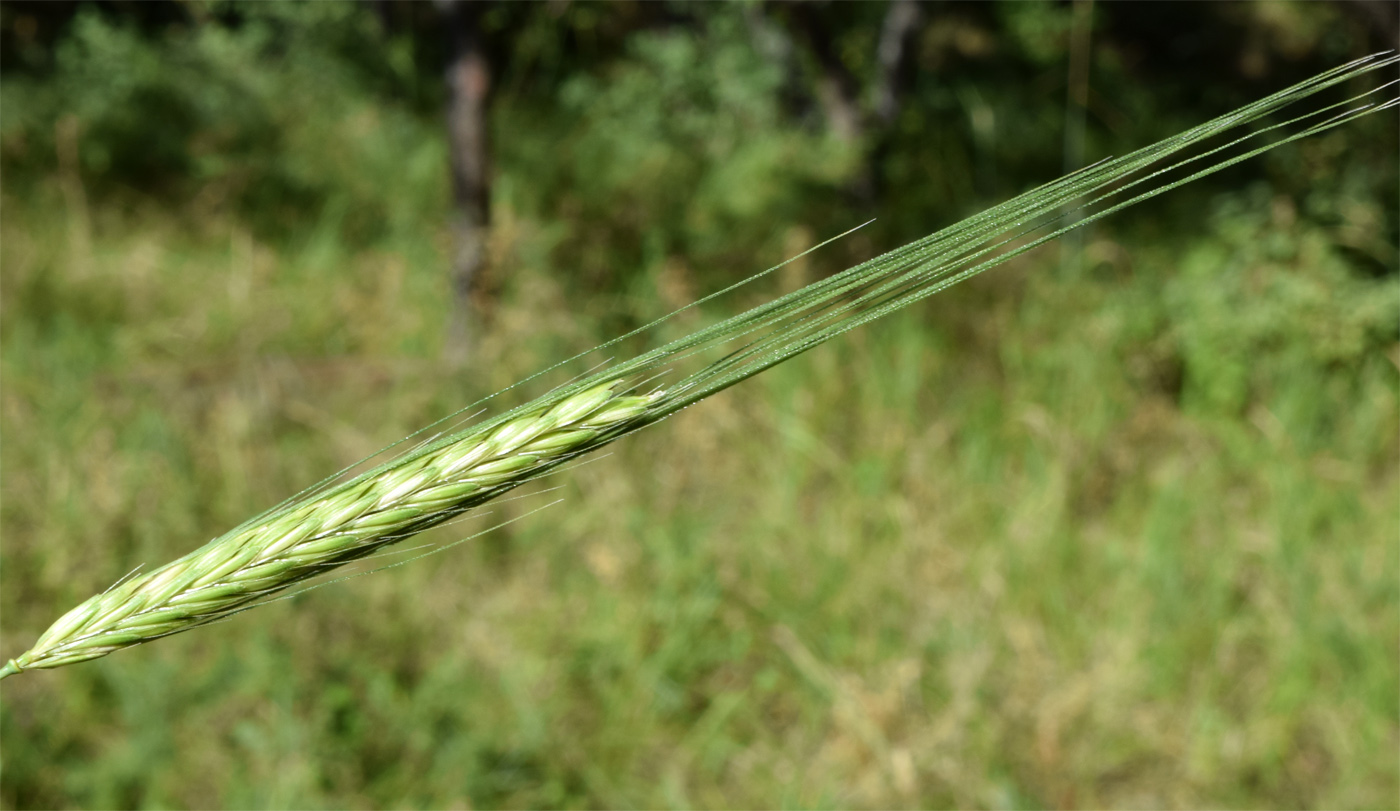 Image of Hordeum spontaneum specimen.