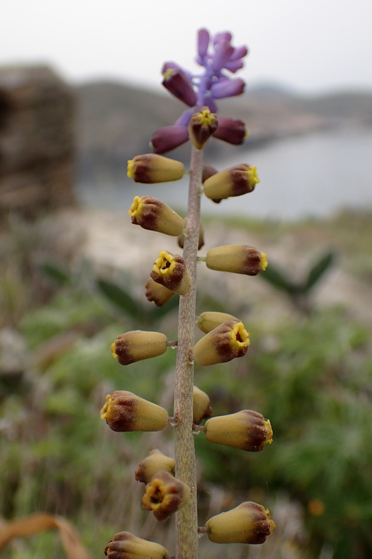 Image of genus Leopoldia specimen.