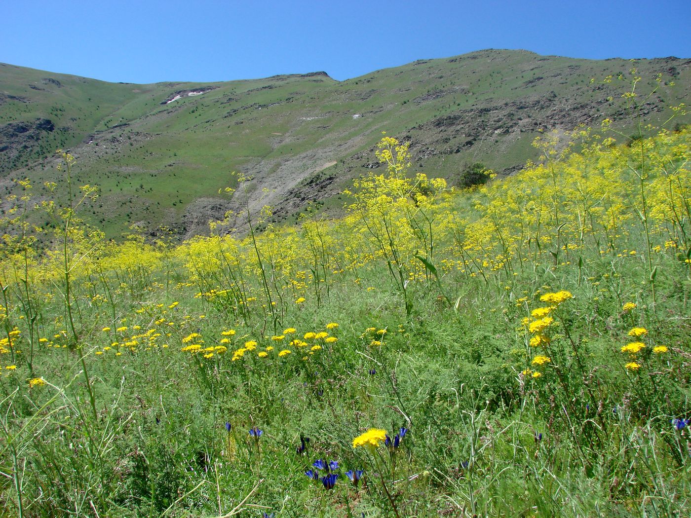 Image of Ferula angreni specimen.