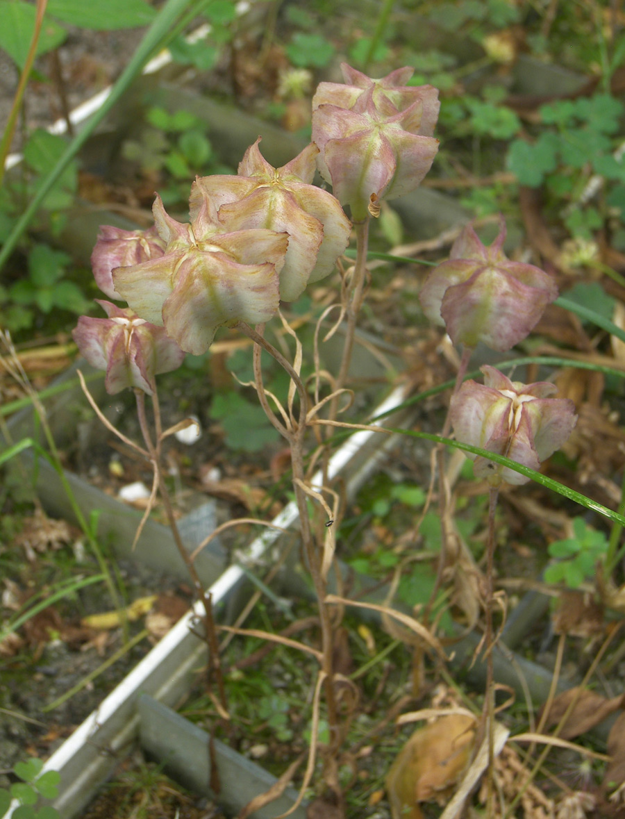 Image of Fritillaria bithynica specimen.