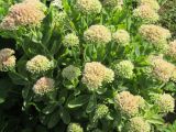 Смотреть изображение Hylotelephium spectabile