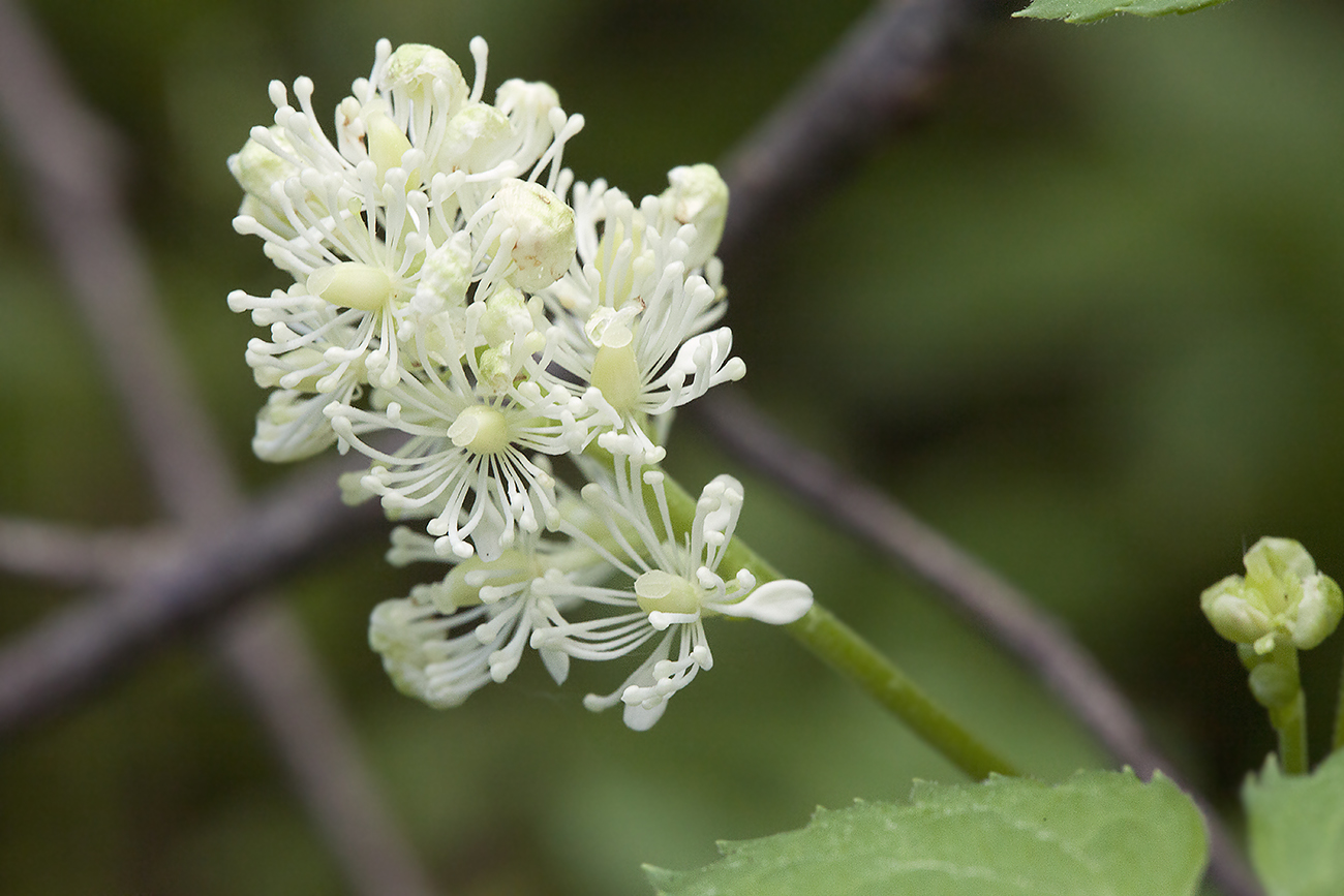 Image of Actaea spicata specimen.