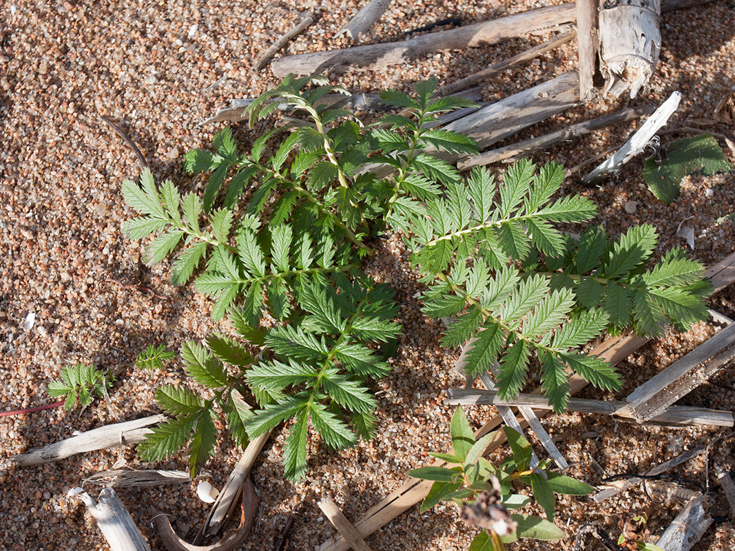 Image of Potentilla anserina specimen.