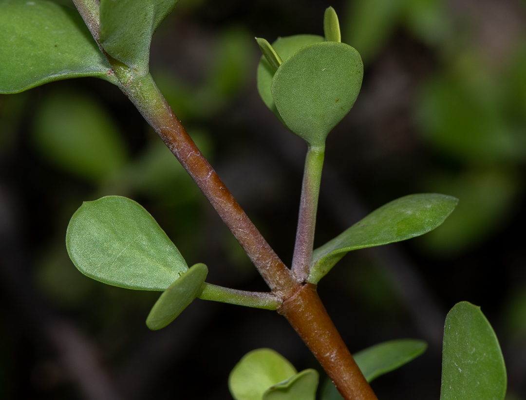 Изображение особи Portulacaria afra.