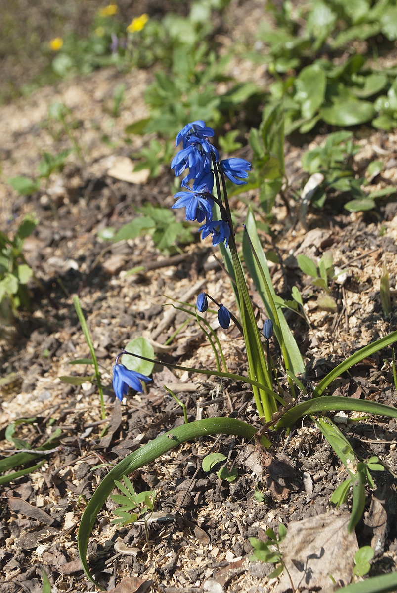 Изображение особи Scilla siberica.