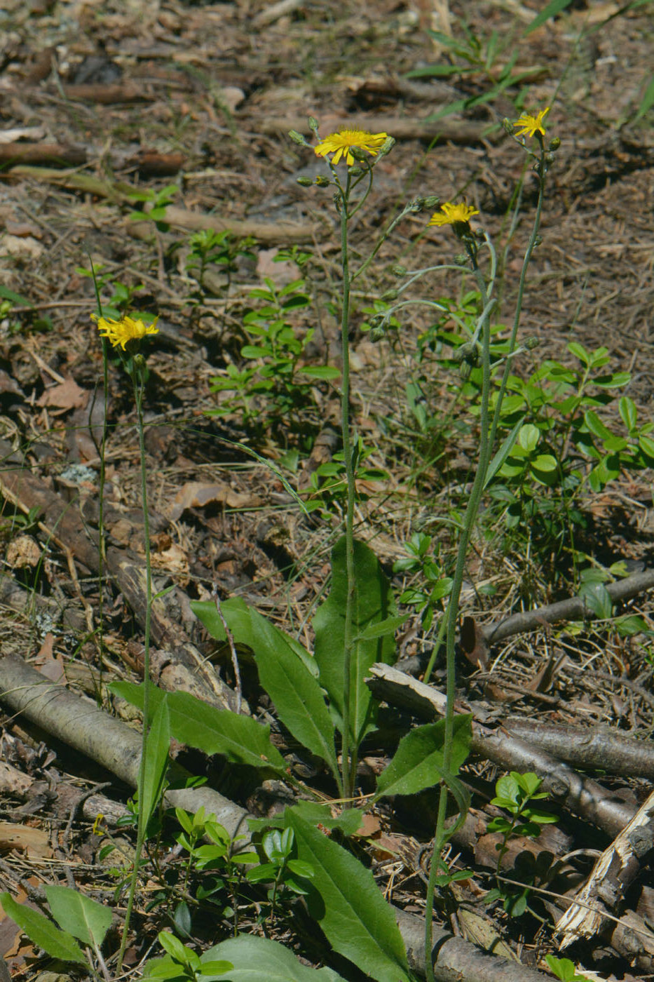 Image of Hieracium murorum specimen.