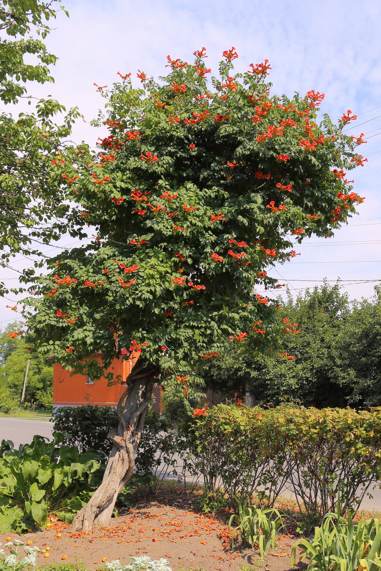 Изображение особи Campsis radicans.