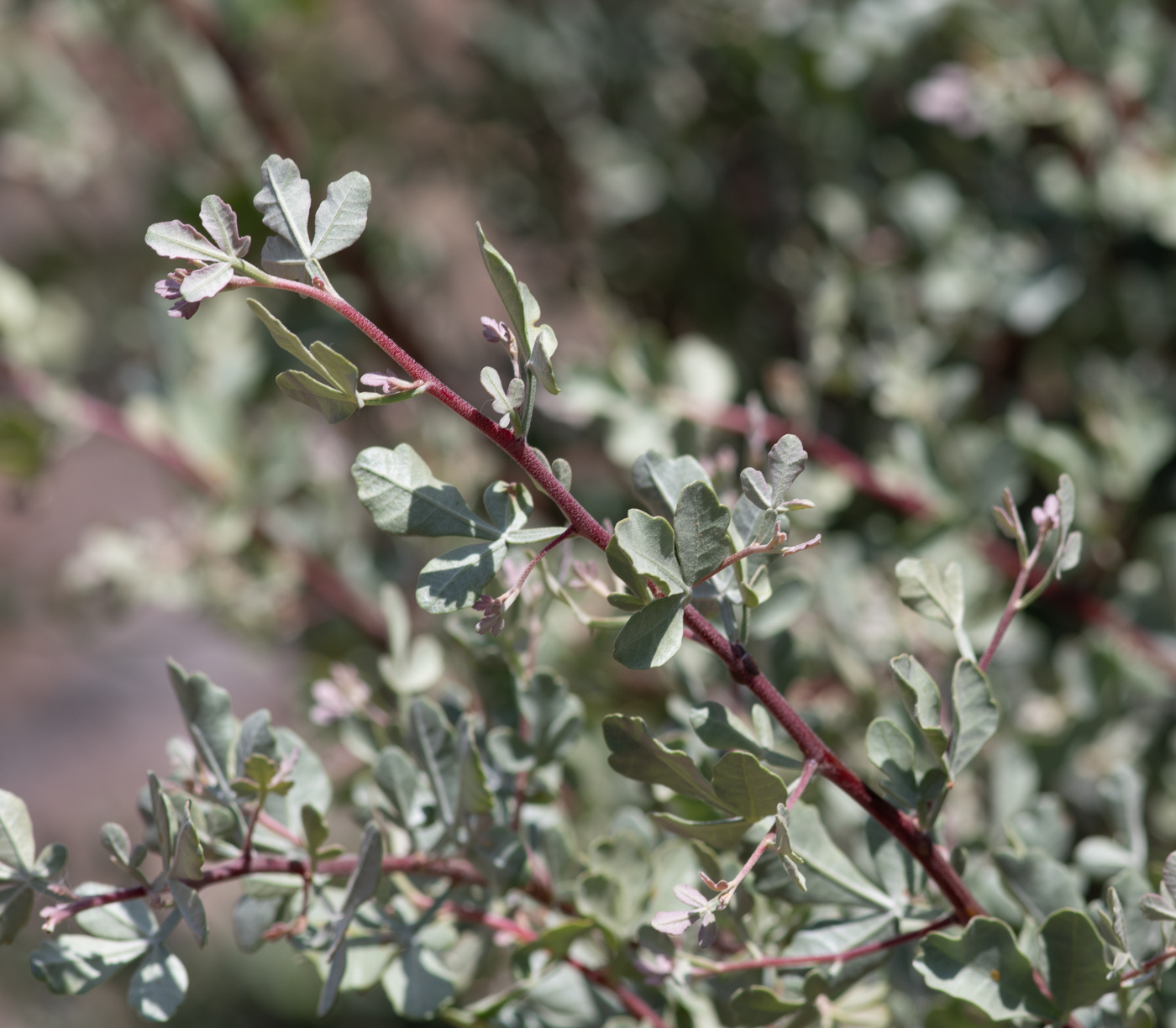 Image of Searsia albida specimen.