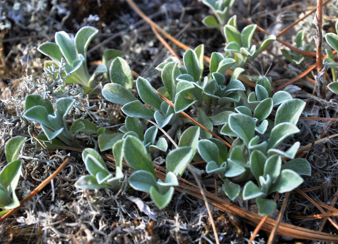 Изображение особи Antennaria dioica.