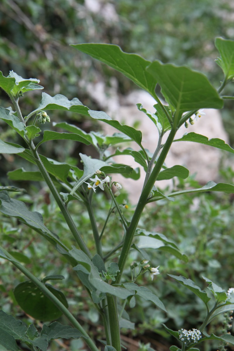 Image of genus Solanum specimen.