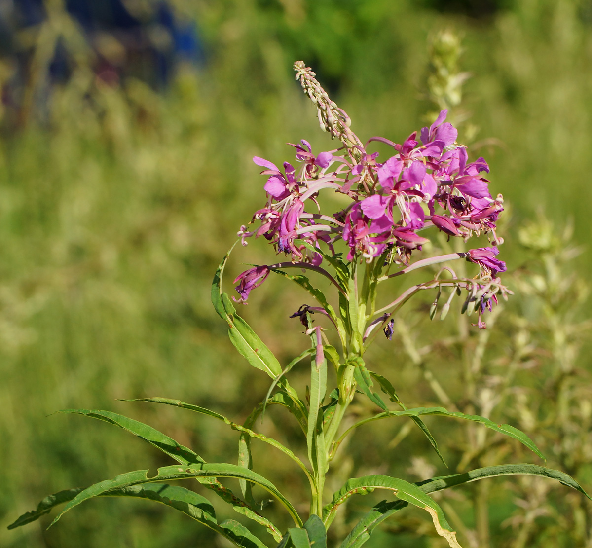 Изображение особи Chamaenerion angustifolium.