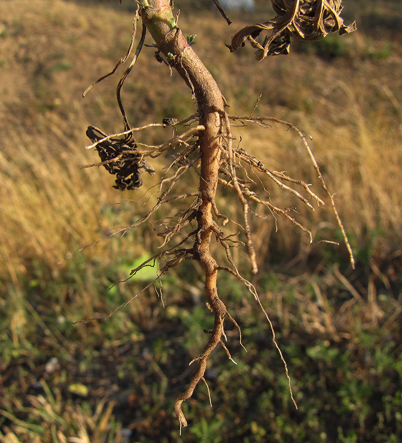 Image of Ambrosia artemisiifolia specimen.