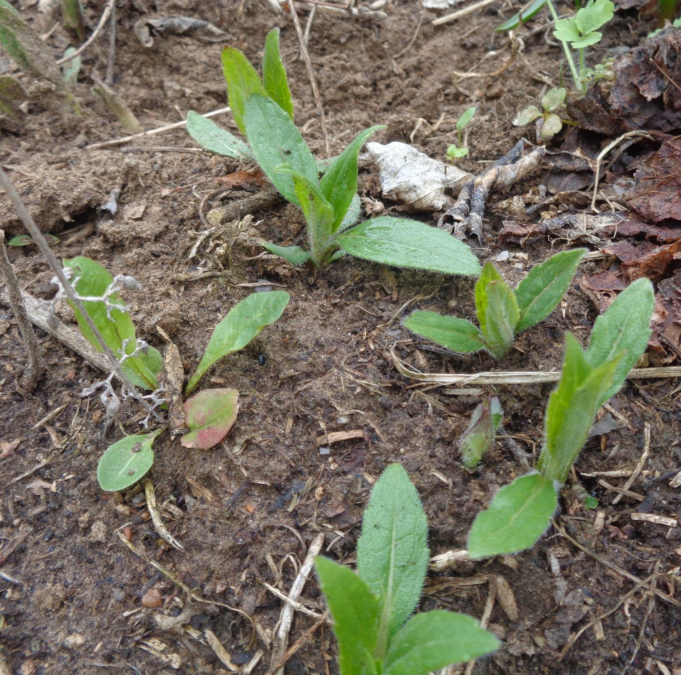 Изображение особи Helianthus tuberosus.