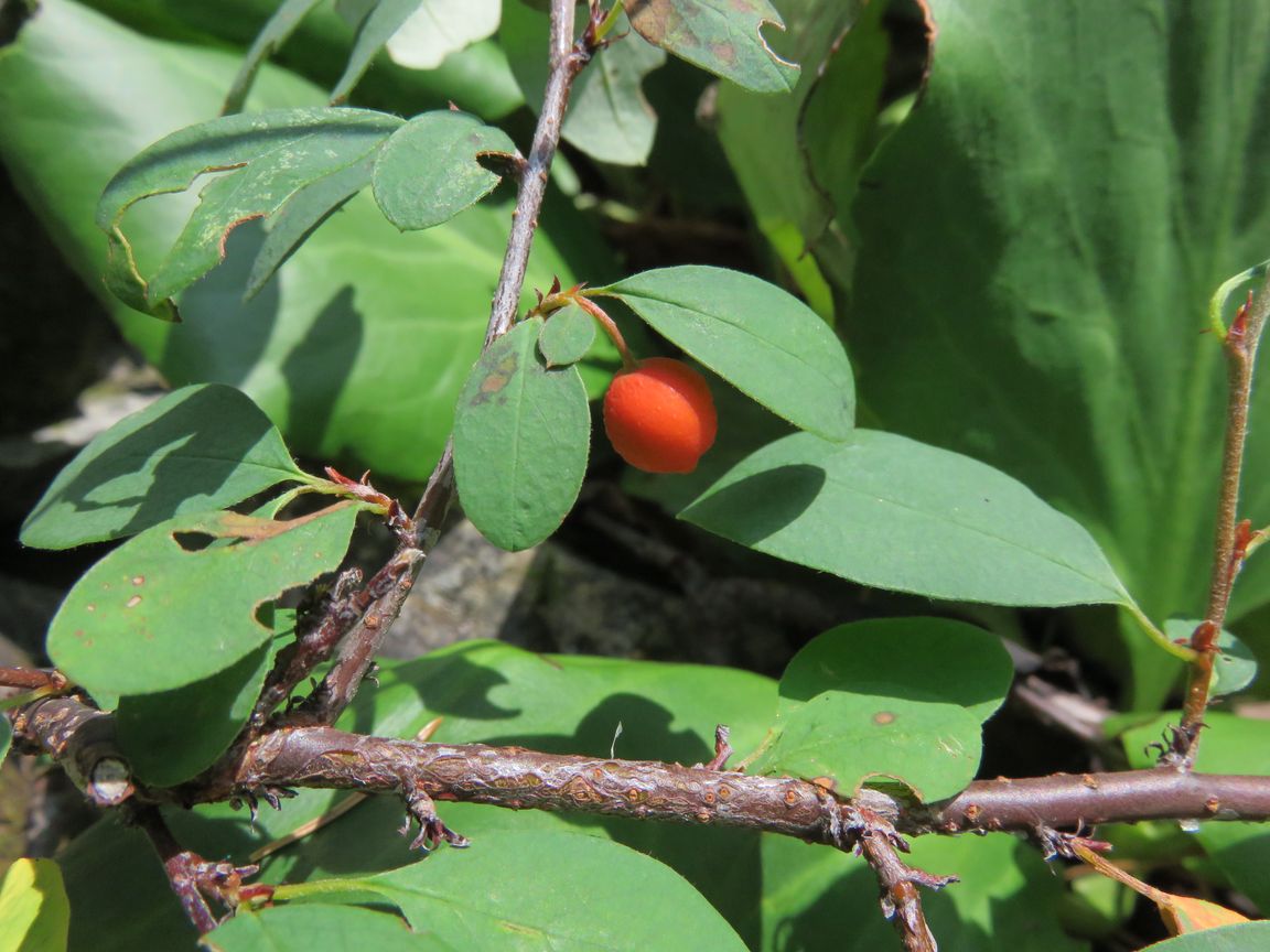 Изображение особи Cotoneaster uniflorus.