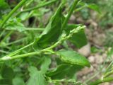 Rumex hastifolius