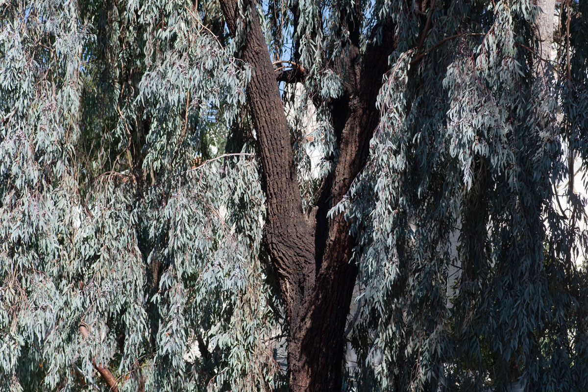 Image of Eucalyptus sideroxylon specimen.