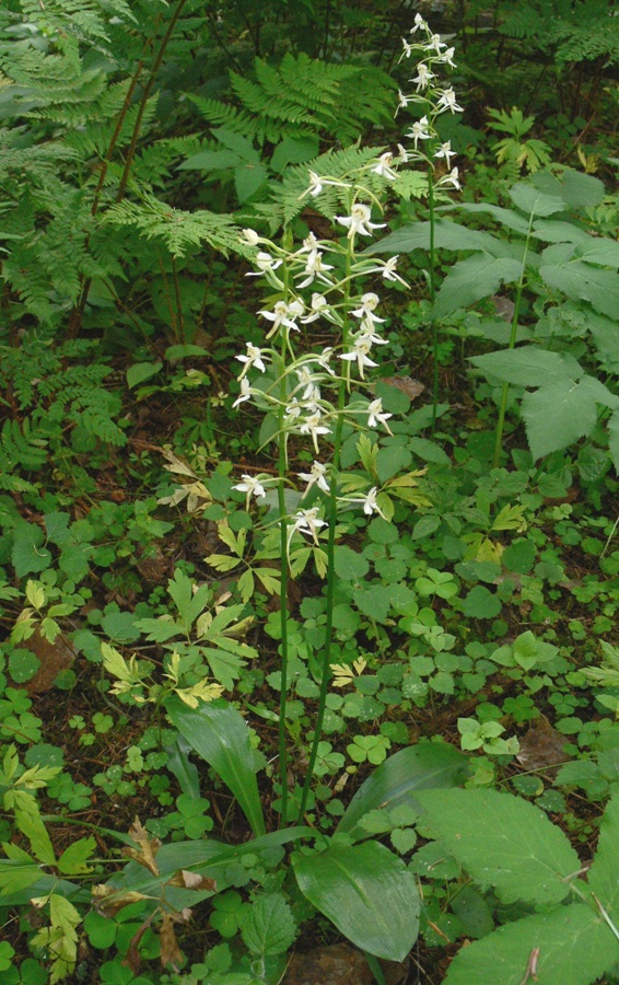 Изображение особи Platanthera chlorantha.