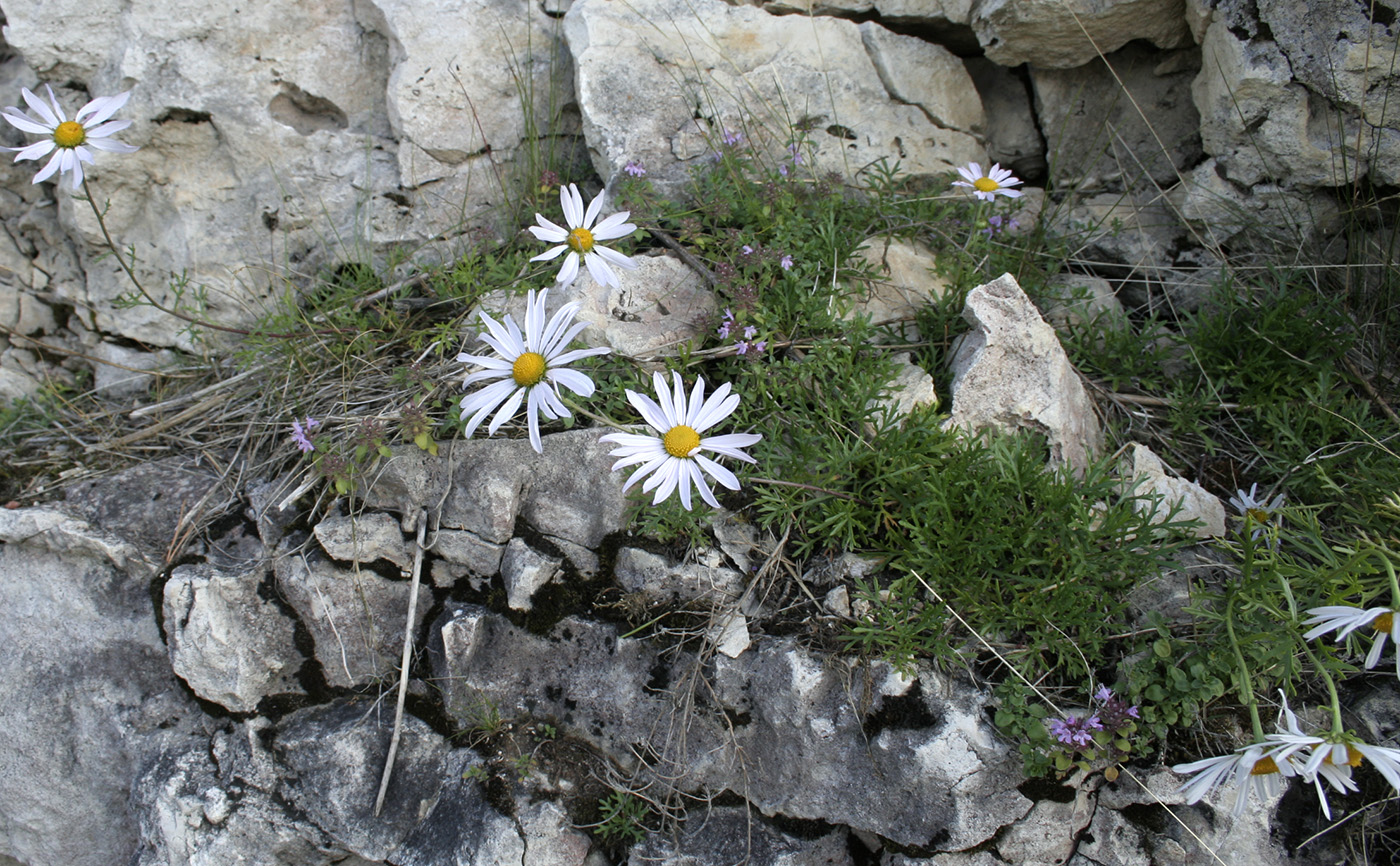 Изображение особи Chrysanthemum zawadskii.