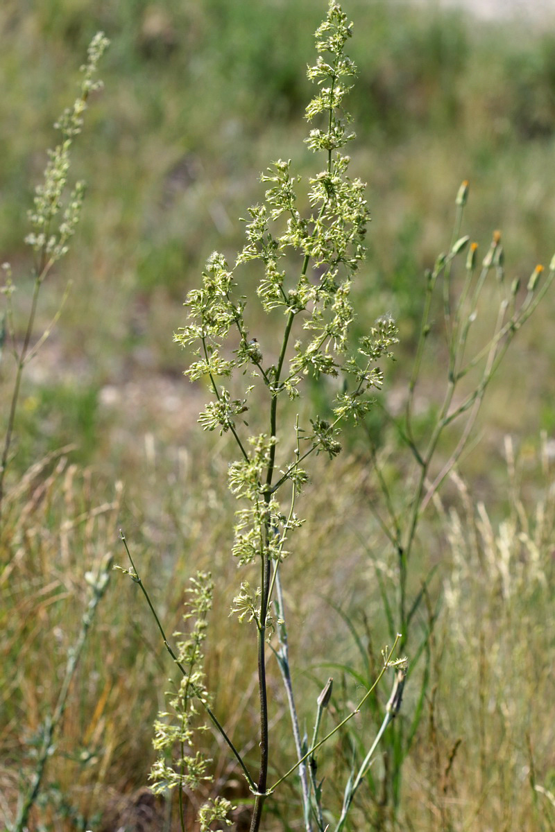 Image of genus Silene specimen.