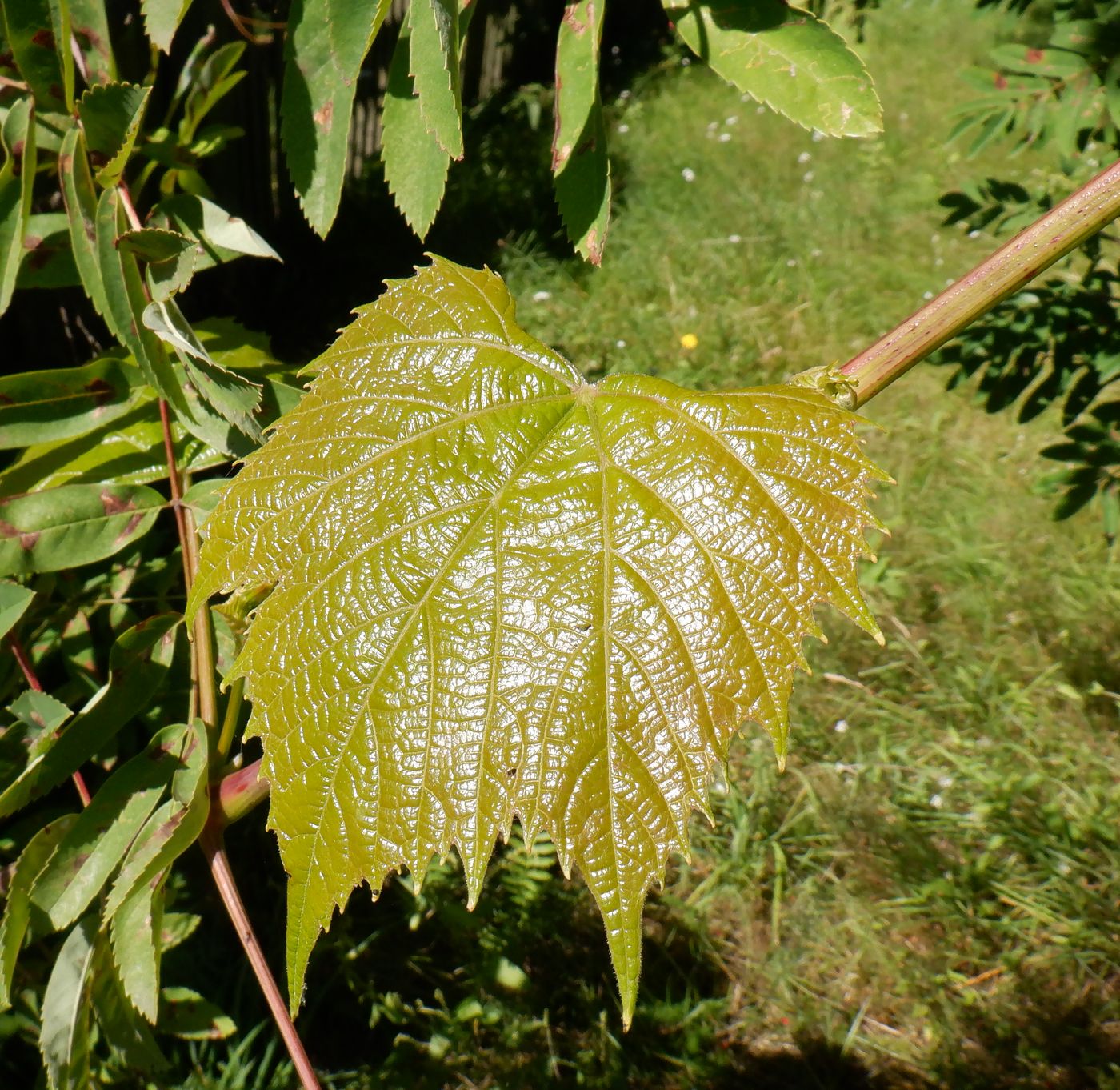 Image of genus Vitis specimen.