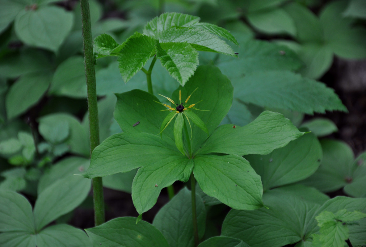 Image of Paris quadrifolia specimen.