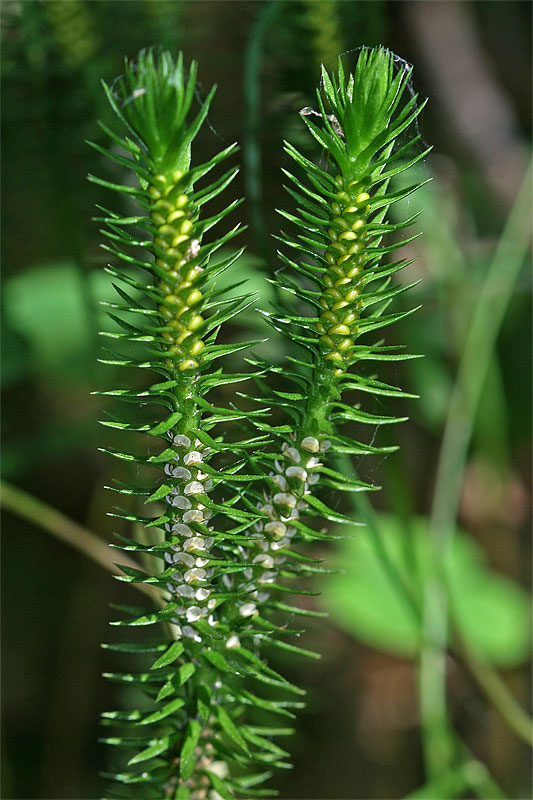 Image of Huperzia selago specimen.