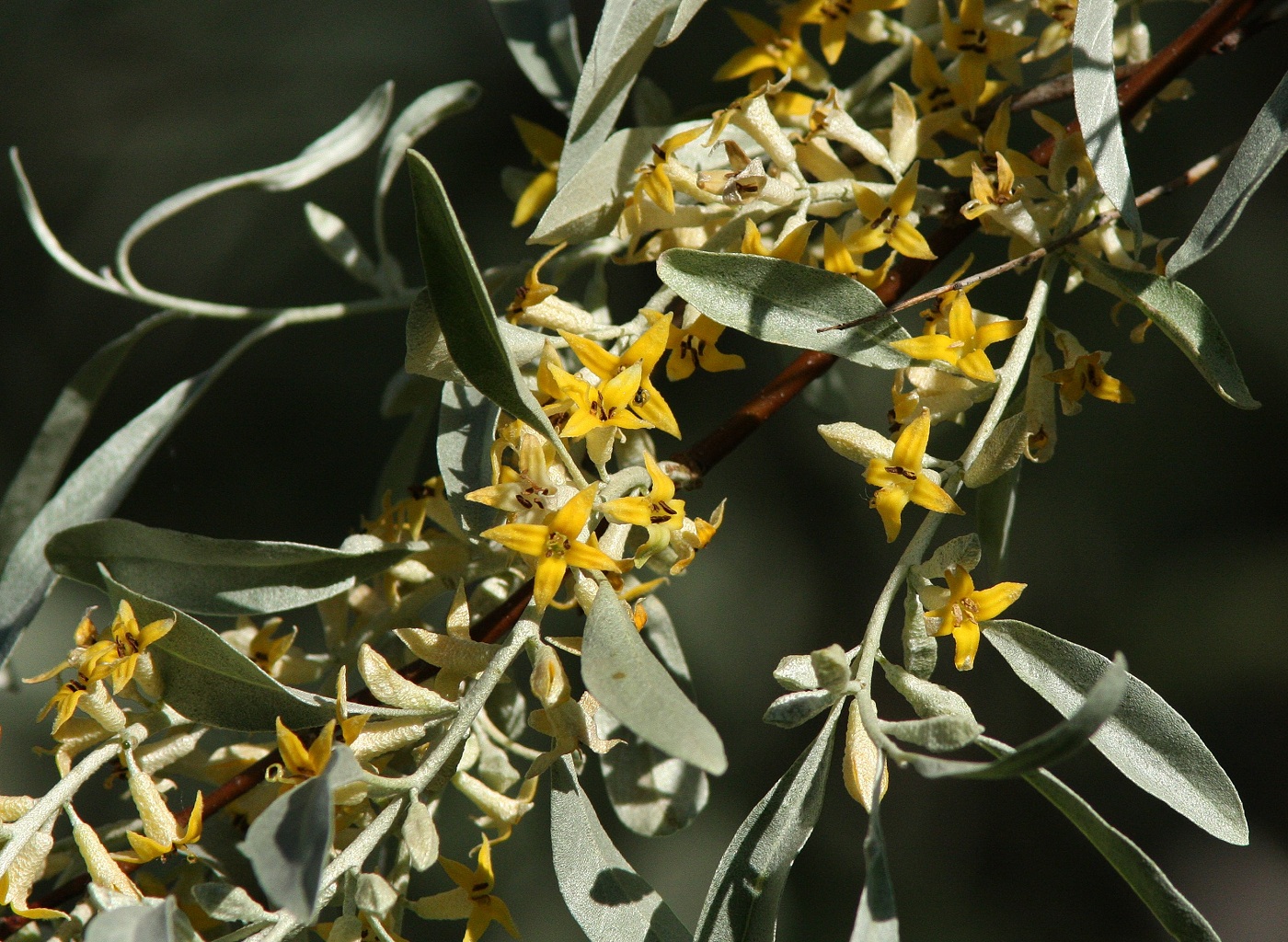 Изображение особи Elaeagnus angustifolia.