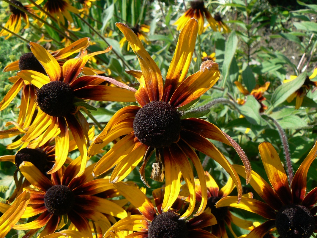 Изображение особи Rudbeckia hirta.